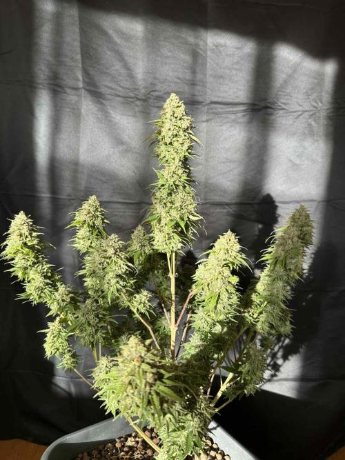 FastBuds Terpy Test Round #1. Week 13