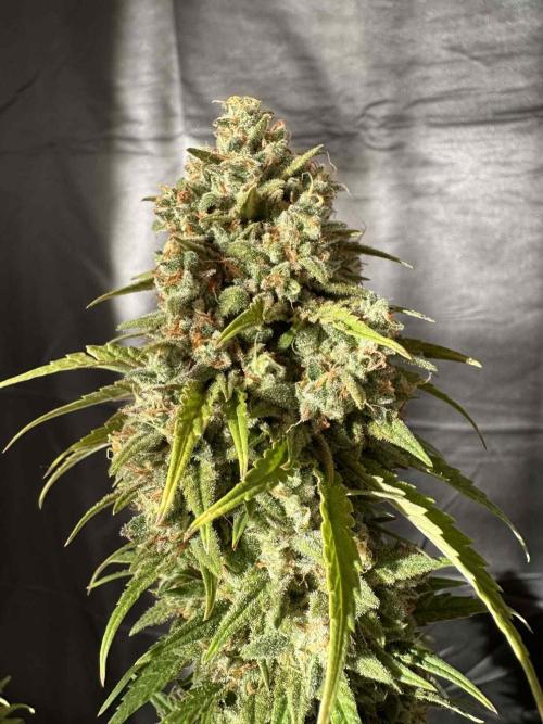 FastBuds Terpy Test Round #1. Week 13