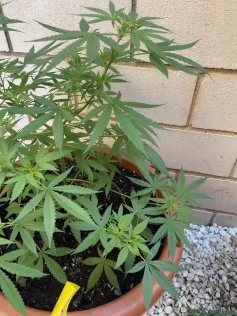 Strawberry Cough 