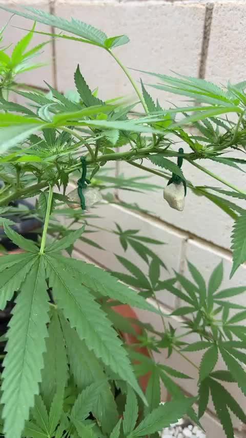Strawberry Cough 