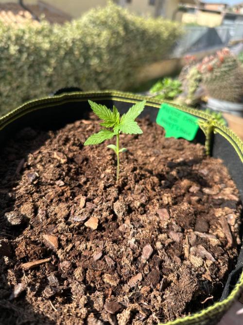 PINEAPPLE EXPRESS AUTO OUTDOOR. Week 2