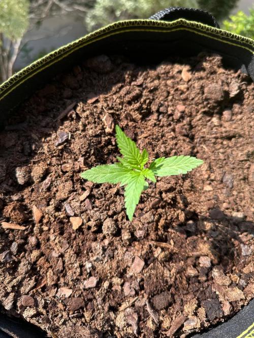 PINEAPPLE EXPRESS AUTO OUTDOOR. Week 2