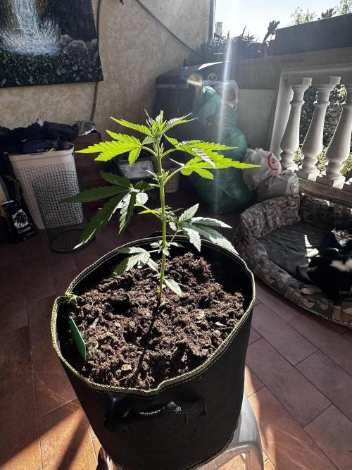 PINEAPPLE EXPRESS AUTO OUTDOOR. Week 3
