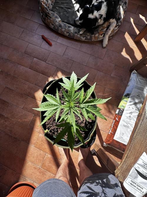 PINEAPPLE EXPRESS AUTO OUTDOOR. Week 3