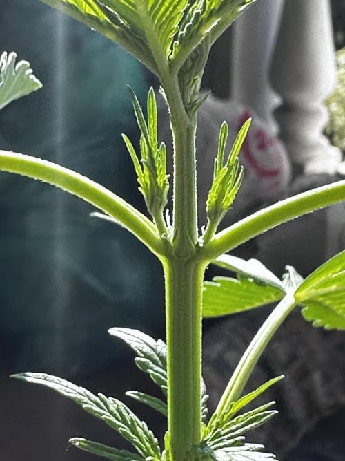 PINEAPPLE EXPRESS AUTO OUTDOOR. Week 3