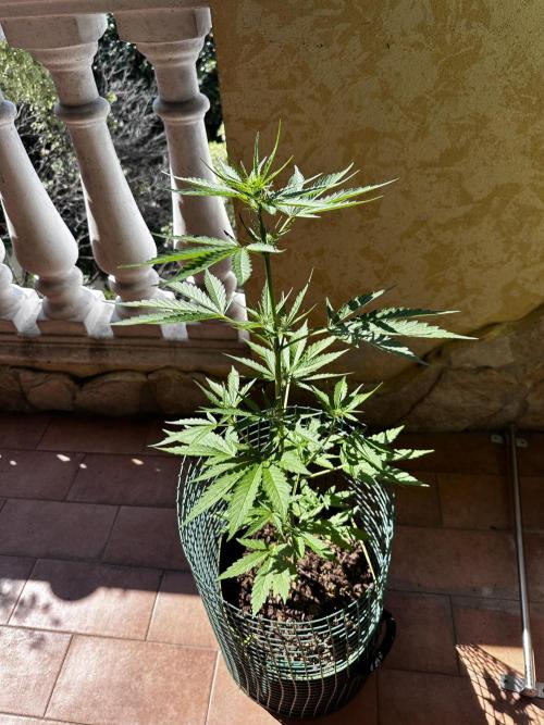 PINEAPPLE EXPRESS AUTO OUTDOOR. Week 4