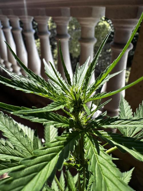 PINEAPPLE EXPRESS AUTO OUTDOOR. Week 4