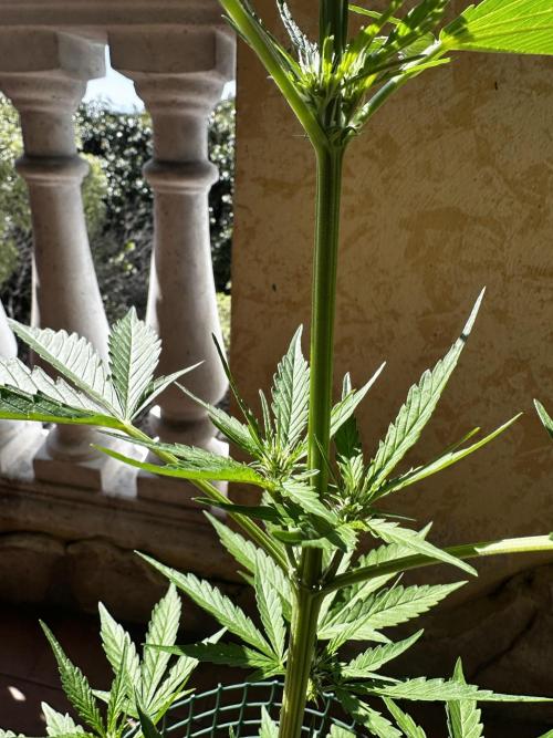 PINEAPPLE EXPRESS AUTO OUTDOOR. Week 4
