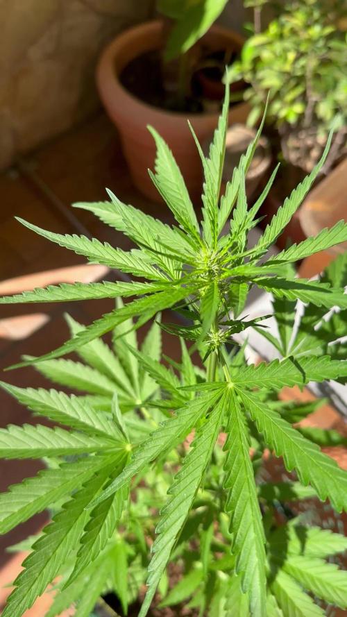 PINEAPPLE EXPRESS AUTO OUTDOOR