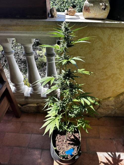 PINEAPPLE EXPRESS AUTO OUTDOOR. Week 7