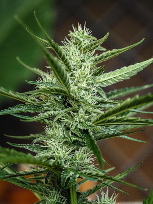 PINEAPPLE EXPRESS AUTO OUTDOOR. Week 7