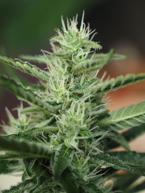 PINEAPPLE EXPRESS AUTO OUTDOOR. Week 7