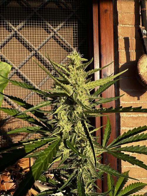 PINEAPPLE EXPRESS AUTO OUTDOOR. Week 7
