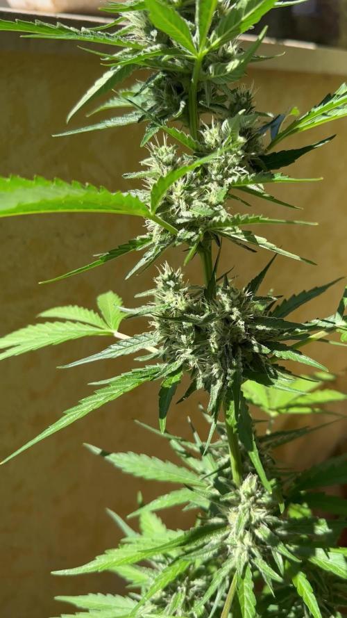 PINEAPPLE EXPRESS AUTO OUTDOOR