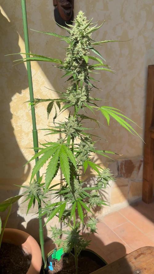PINEAPPLE EXPRESS AUTO OUTDOOR