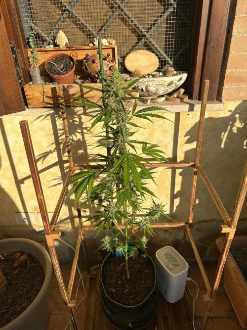 PINEAPPLE EXPRESS AUTO OUTDOOR. Week 8