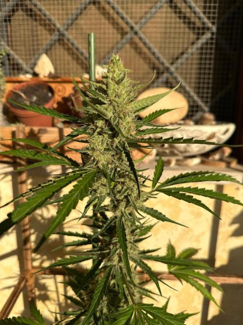 PINEAPPLE EXPRESS AUTO OUTDOOR. Week 8
