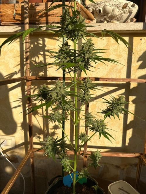 PINEAPPLE EXPRESS AUTO OUTDOOR. Week 8