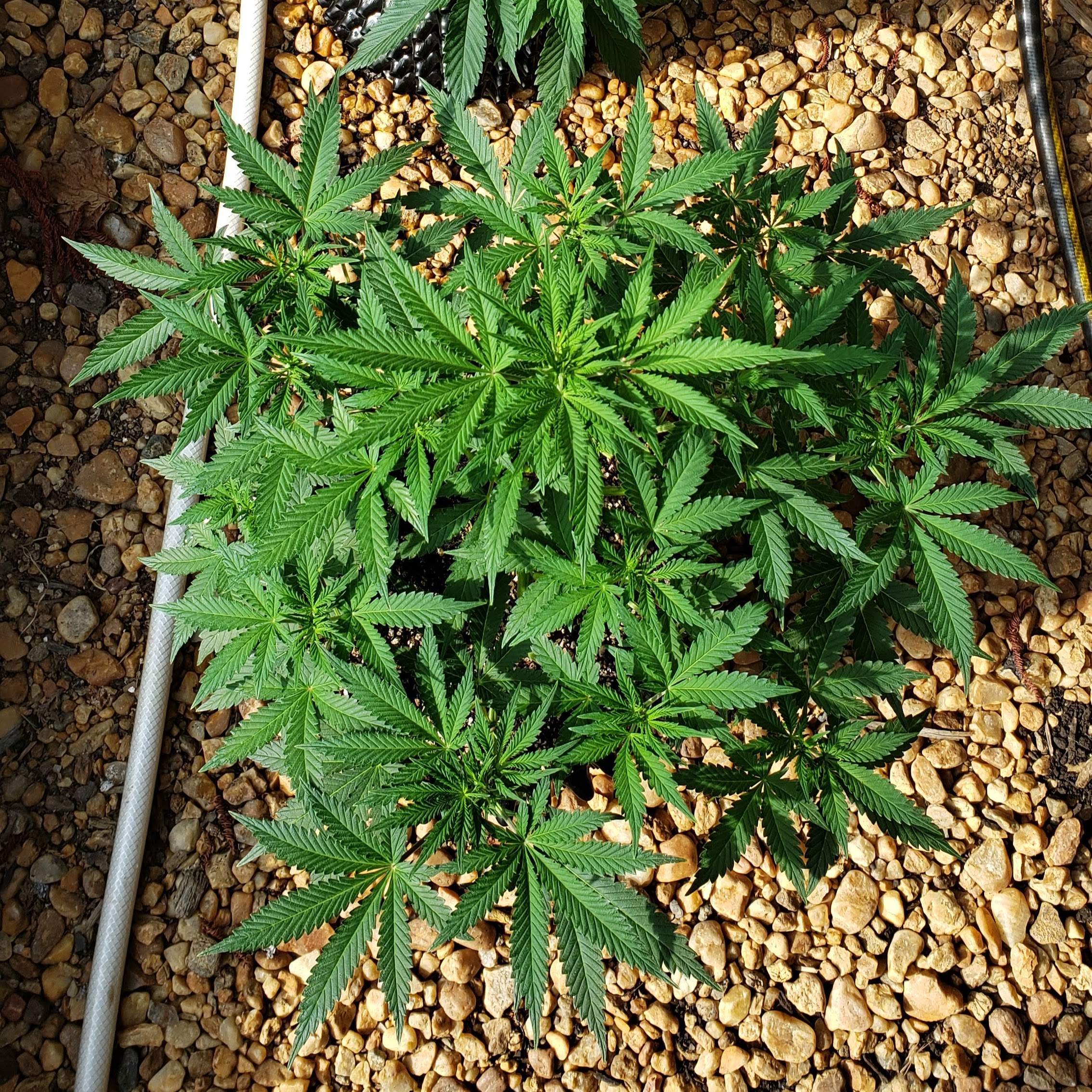 ILGM Blueberry Autoflower grow diary (journal) week7 by SailorBill