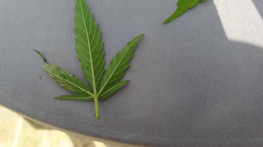 first legal german outdoor
