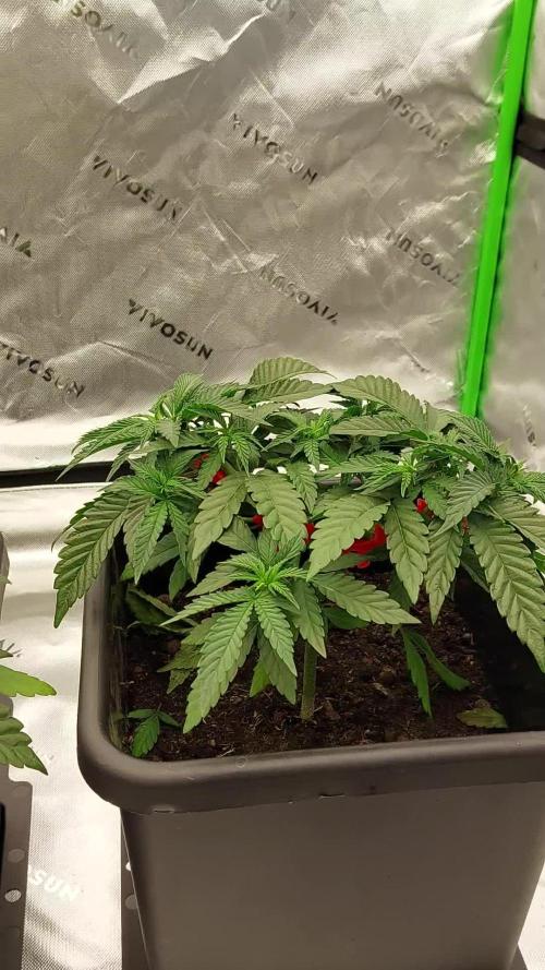 Green Gelato