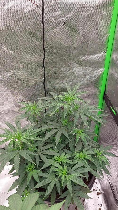 Green Gelato