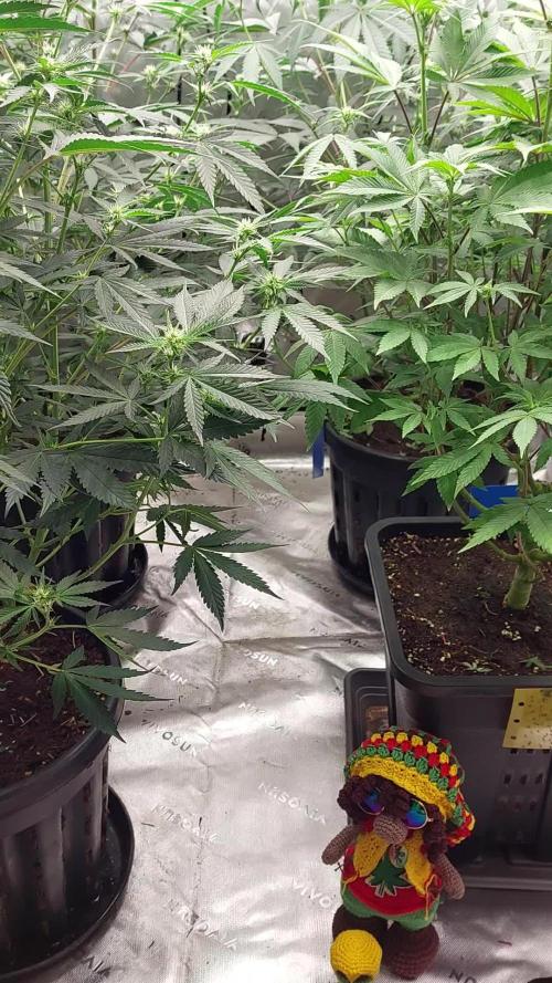 Green Gelato