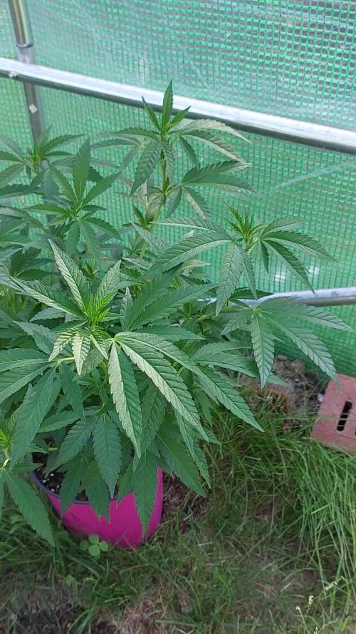 Purple C. K. von der Blütephase zurück in die Vegi