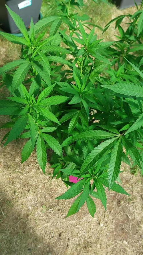 Purple C. K. von der Blütephase zurück in die Vegi