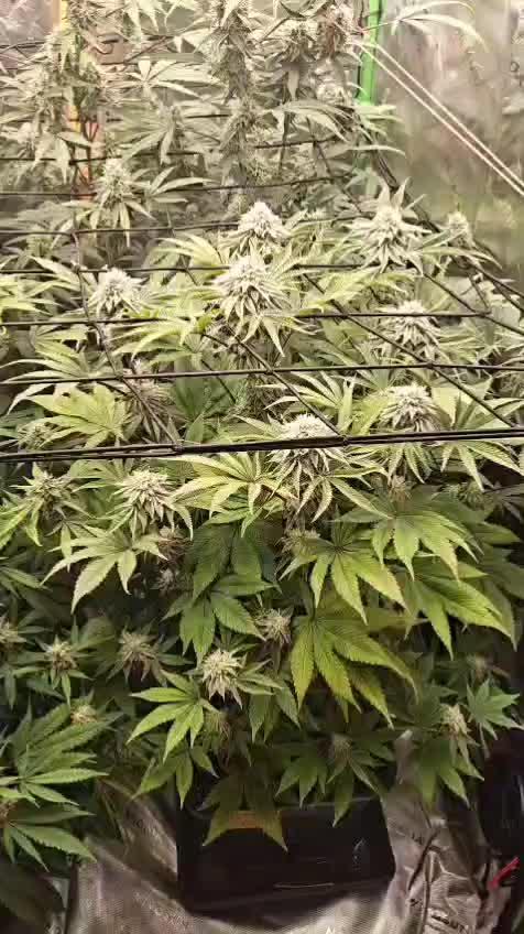 Green Gelato