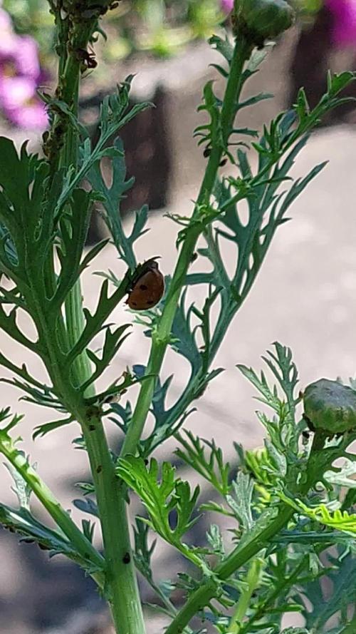 Purple C. K. von der Blütephase zurück in die Vegi