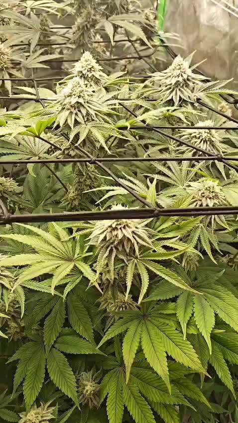 Green Gelato