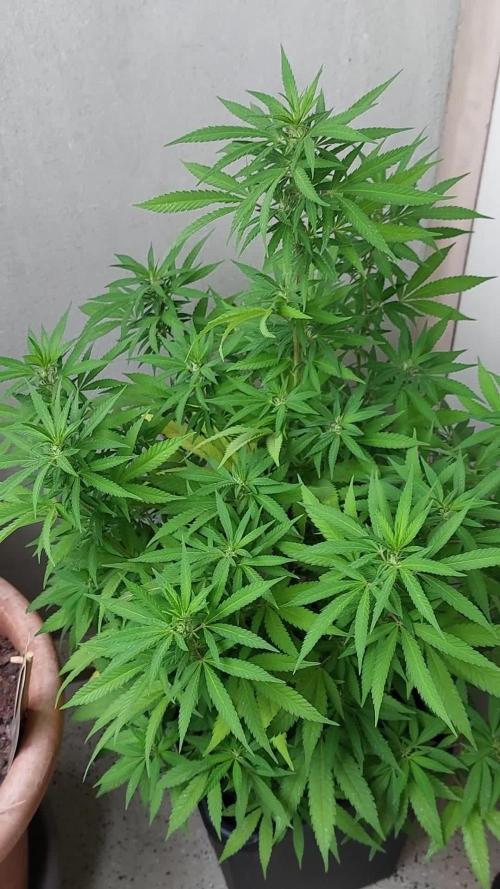 Purple C. K. von der Blütephase zurück in die Vegi