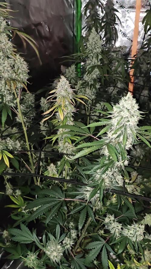 Green Gelato