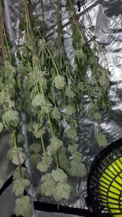 Green Gelato