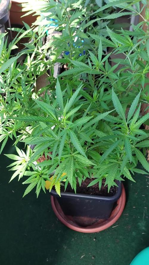 Purple C. K. von der Blütephase zurück in die Vegi