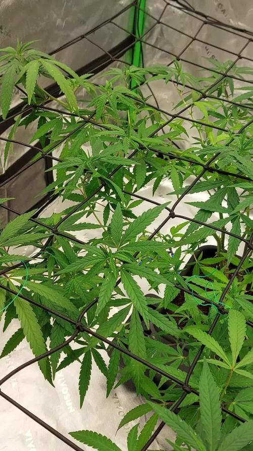 Purple C. K. von der Blütephase zurück in die Vegi