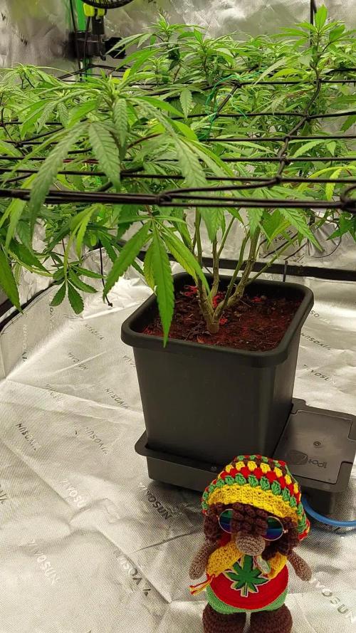 Purple C. K. von der Blütephase zurück in die Vegi