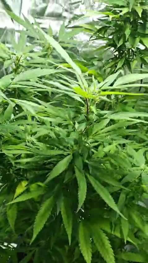 Purple C. K. von der Blütephase zurück in die Vegi