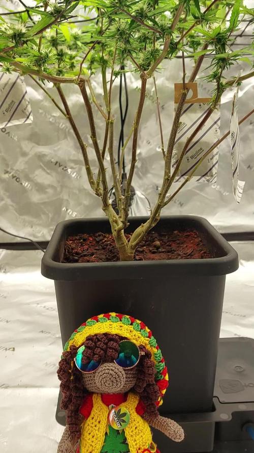 Purple C. K. von der Blütephase zurück in die Vegi