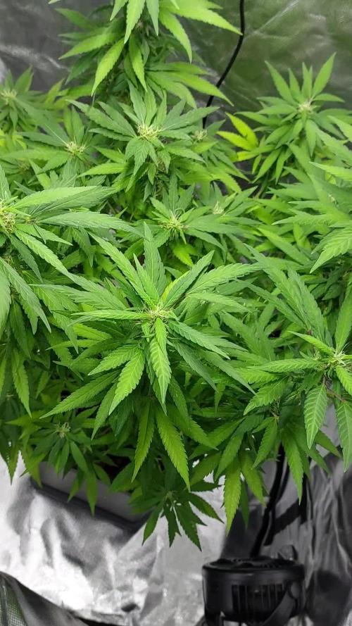 Purple C. K. von der Blütephase zurück in die Vegi