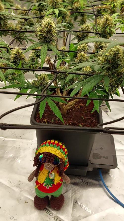 Purple C. K. von der Blütephase zurück in die Vegi