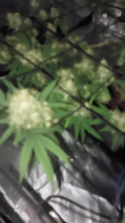 Purple C. K. von der Blütephase zurück in die Vegi