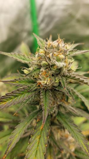 Comment by Mr_und_Ms_Lue_Roots photo #1