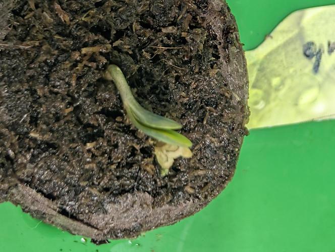 ,,Frosted Guava,, Autoflowering. Week 0