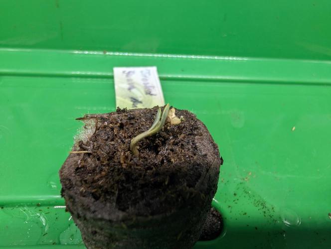 ,,Frosted Guava,, Autoflowering. Week 0
