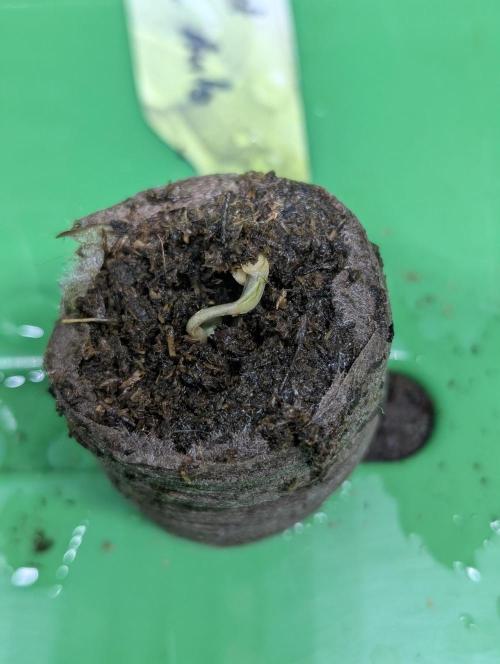 ,,Frosted Guava,, Autoflowering. Week 0