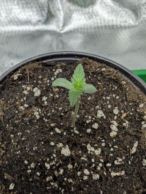 ,,Frosted Guava,, Autoflowering. Week 1