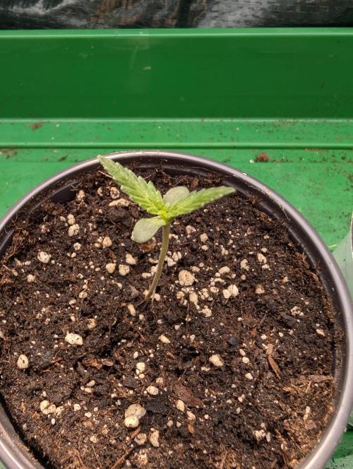 ,,Frosted Guava,, Autoflowering. Week 1