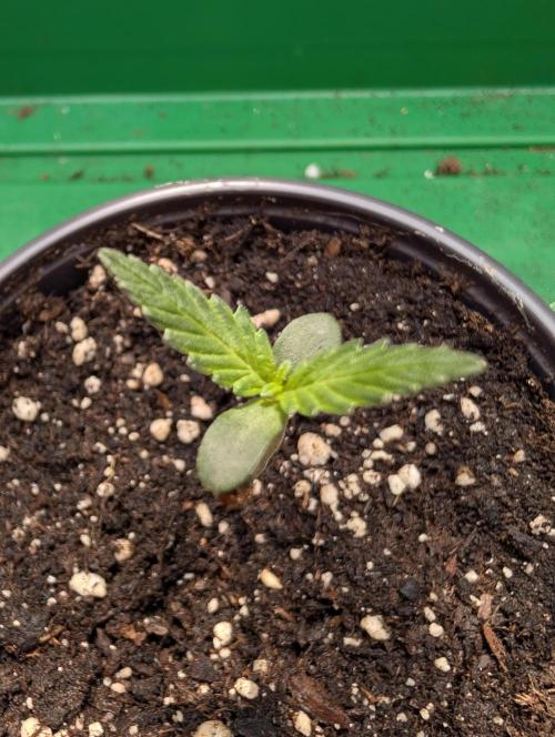 Frosted Guava Autoflowering. Week 1